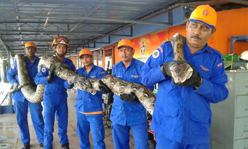 Members of Malaysia’s civil defence force pose with the python. Image: Herme Herisyam, Malaysia’s Civil Defence Force